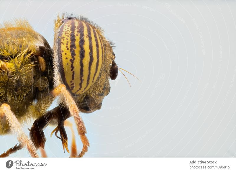 Wiederholt vergrößerter Kopf mit Augen einer Fliege Makro Natur Insekt Detailaufnahme Vergrößerung Wanze haarig Parasit Fokus gestreift Kreatur wild Biologie