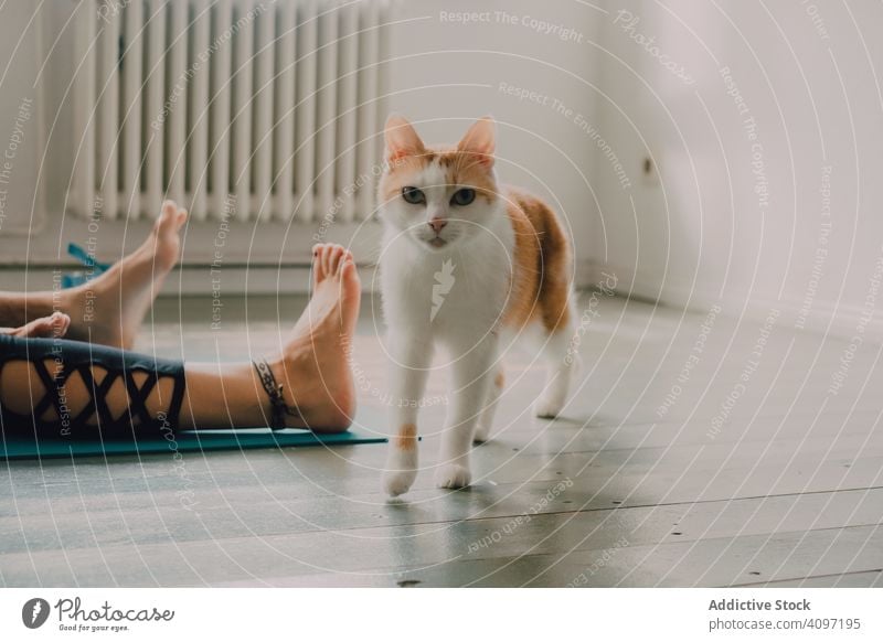 Verspielte Ingwerkatze, die zu Hause auf dem Boden läuft Katze Spaziergang Stock heimwärts spielerisch neugierig Gesundheit schlendern Raum Appartement Person