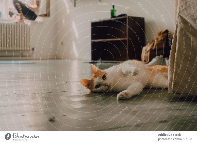Verspielte Ingwerkatze, die zu Hause auf dem Boden läuft Katze rollierend Stock heimwärts spielerisch neugierig Gesundheit schlendern Raum Appartement Person
