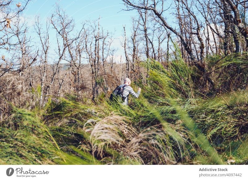 Mann wandert im kahlen Wald mit buntem hohem Gras Wanderung Abenteuer Rucksack Wildnis Natur unverhüllt laublos ländlich hoch Baum grün sonnig Blauer Himmel