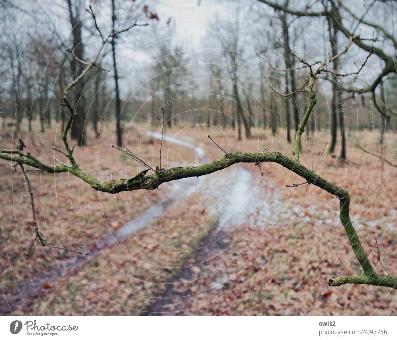 Hölzerne Schranke Wald Baum Ast Zweig Absperrung Holz knorrig ragen Weg Pfad Laub Winter Schwache Tiefenschärfe Natur Pflanze Menschenleer Außenaufnahme Umwelt