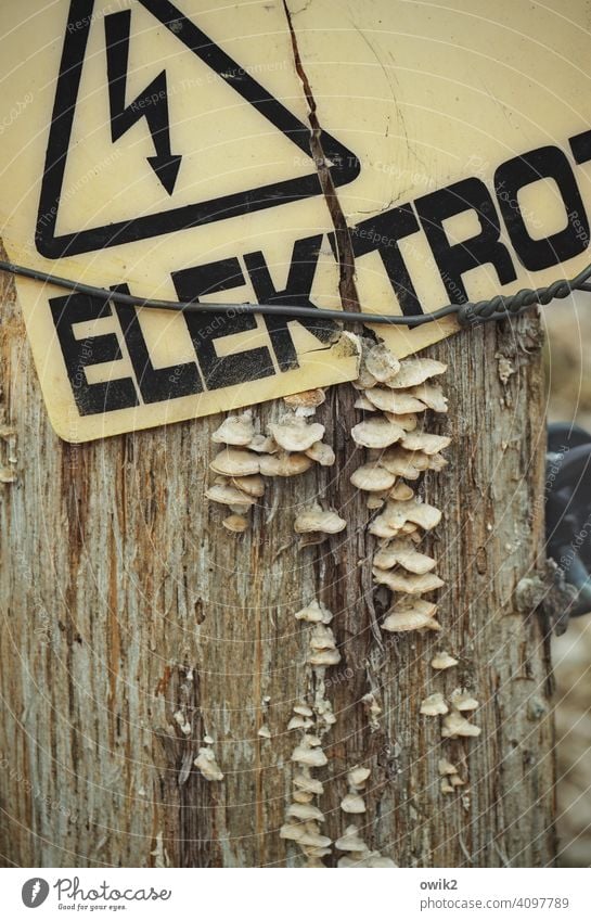 Aufgeladen Mast Strommast Zaun Elektrozaun elektrisch geladen Schild Warnschild Vorsicht Buchstaben Warnhinweis Warnung aufpassen nicht berühren Pilze wachsen