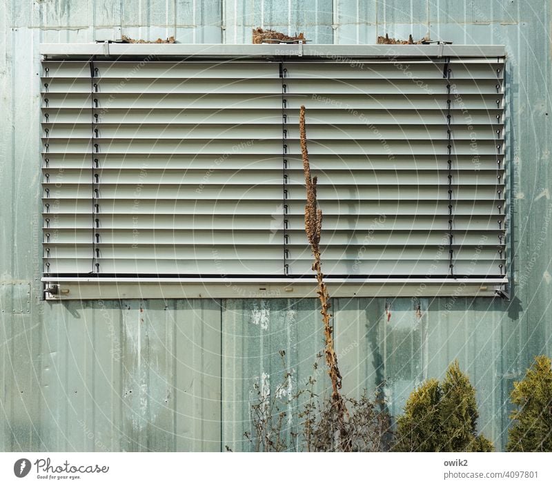 Streifengardine Fenster Jalousie zu geschlossen Fassade Rollo Haus Außenaufnahme Wand Menschenleer Rollladen Schatten Strukturen & Formen Pflanze Architektur