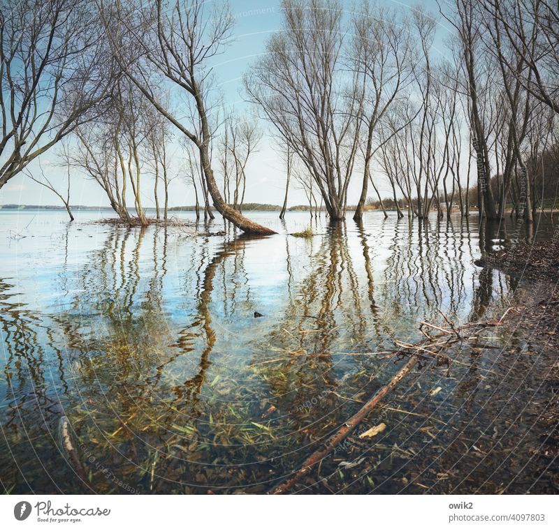 Louisiana Bäume Wasser Land unter Zweige nasse Füße Flut überflutet Überschwemmung Äste Frühling Wasseroberfläche Reflexion & Spiegelung Himmel Horizont