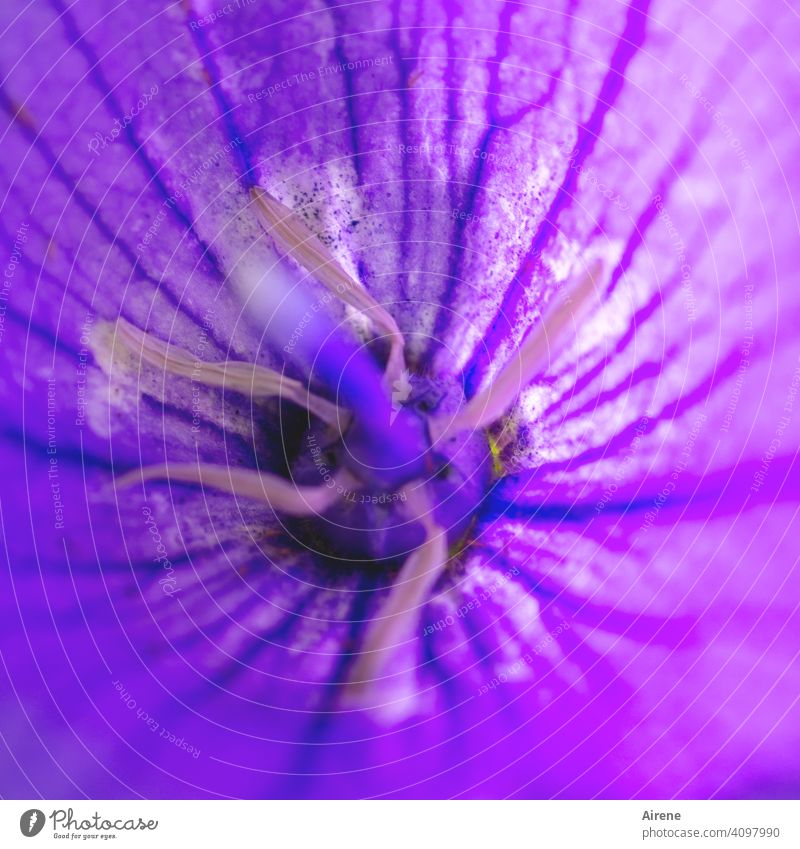 tiefer Einblick Glockenblume Campanula lila violett intensiv kräftig Eibisch grell Blüte Natur Strauch campanula arvatica Gartenblume Blumenbeet Ziergarten