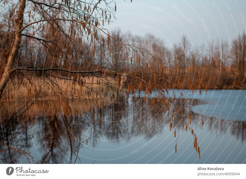 Frühlingsabend an einem Teich Wasser See Baum Reflexion & Spiegelung Natur Wasserspiegelung Landschaft Seeufer Windstille Farbfoto Himmel Schönes Wetter
