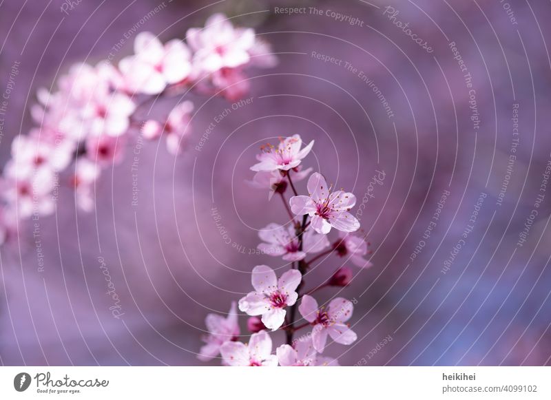Frühlingserwachen, wunderschöne zarte rosa Blüten Blume Pflanze Natur Farbfoto Blühend pink frisch Hintergrund Wachstum Frühlingsgefühle himmel jahreszeit