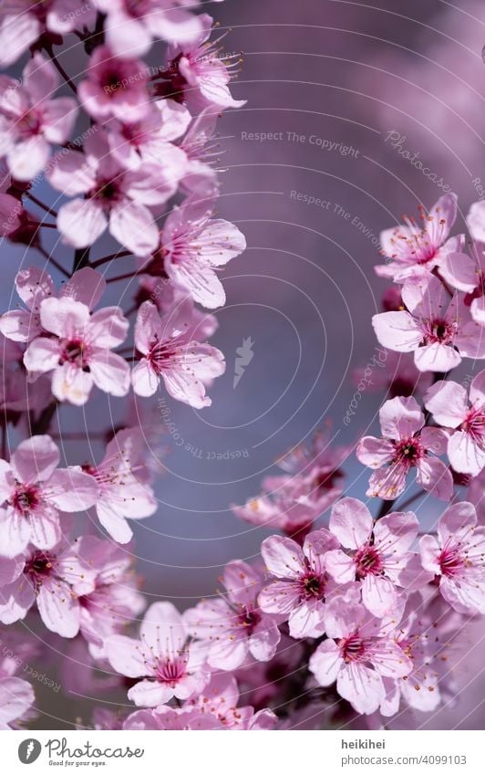 Rosa Blüten - ein wunderschöner Hintergrund für Ihr Grafikprojekt Blütenblatt Blume Pflanze Nahaufnahme Natur Detailaufnahme Farbfoto Blühend Frühling