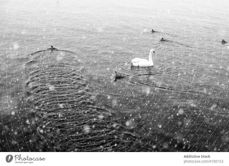Schwan und Küken beim Schwimmen auf dem See im Winter Teich schwimmen Tag Schneefall Wasser Windstille Natur Tier Vogel wild Fauna Kreatur Ornithologie Rippeln