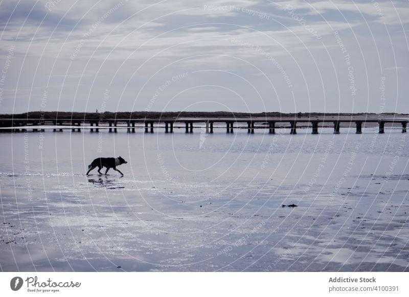 Hund läuft in seichtem Fluss mit Steg Pier Silhouette Wasser laufen Delta Küste wolkig Himmel Spaziergang Feuchtgebiet Natur Urlaub reisen Tourismus Feiertag
