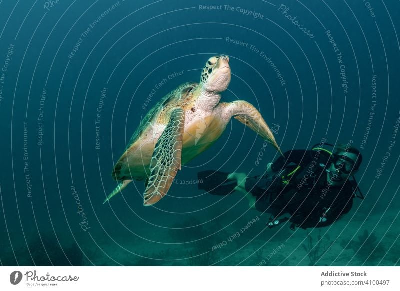 Freitaucher schwimmt unter Wasser mit großer Schildkröte im Ozean Taucher Meer MEER Tier Tierwelt Ökosystem Leben tief Tourismus Schwimmsport blau Aktivität