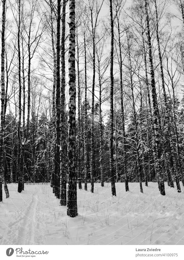 Birken im Winter Birkenwald Schnee Winterstimmung Winterwald Birkenzweig Wald Winterkälte Winterurlaub Winterlicht Schnee im Wald kalt Baum Bäume Natur