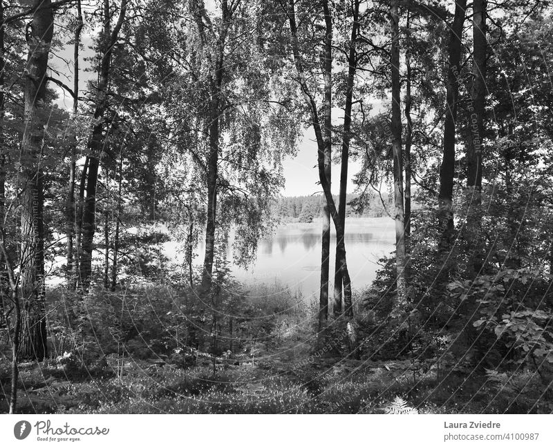 Der See im Sommer Seeufer Holz Wald Waldspaziergang Waldsee Reflexion & Spiegelung Birke Baum Wasser Wasserspiegelung Umwelt Natur Wasseroberfläche Landschaft