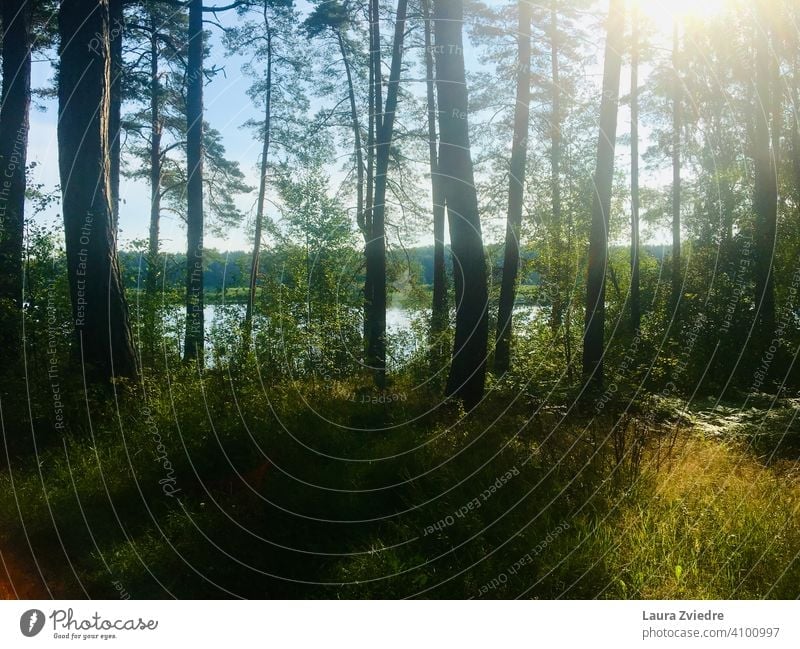 Der See an einem Sommertag, Lettland Wasser Seeufer Holz Wald Waldspaziergang Waldsee Reflexion & Spiegelung Birke Baum Wasserspiegelung Umwelt Natur