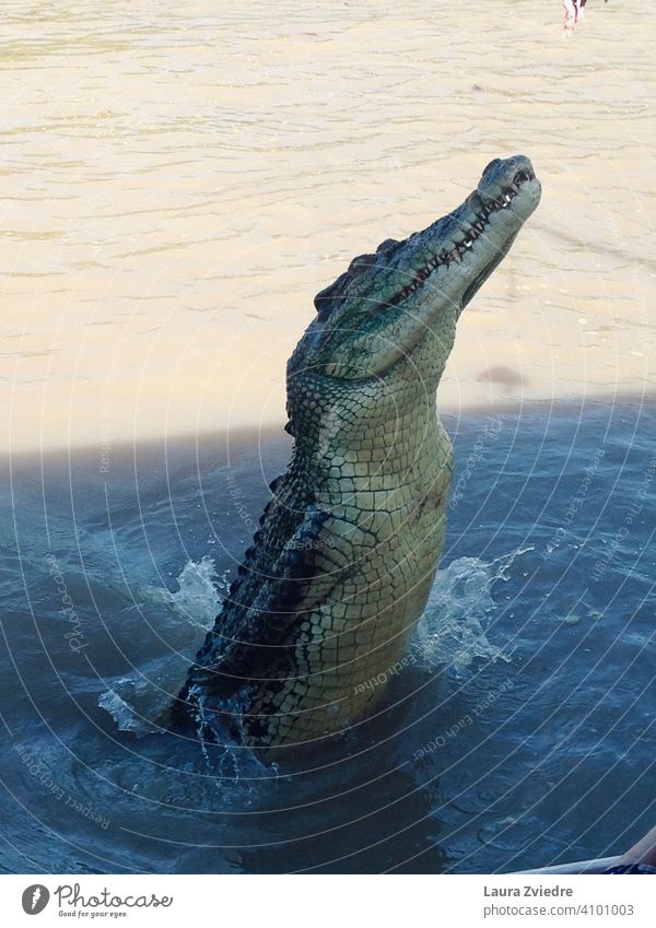 Springendes Krokodil, Australien Panzerechsen Krokodilhaut Krokodil im Wasser Adelaide Fluss topend Reptil Wildtier bedrohlich Tier gefährlich exotisch Farbfoto