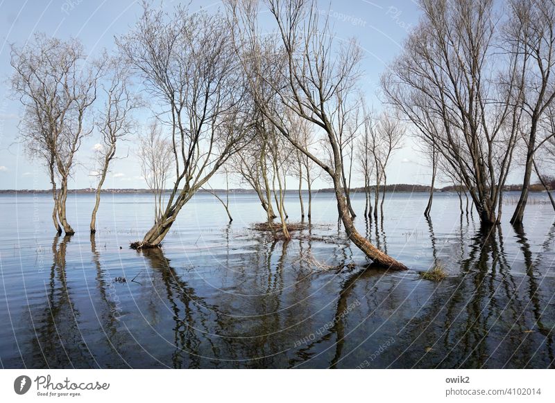 Delta Bäume Wasser Land unter Überschwemmung überflutet Flut nasse Füße Zweige Äste Frühling Wasseroberfläche Spiegelung im Wasser Reflexion & Spiegelung Himmel
