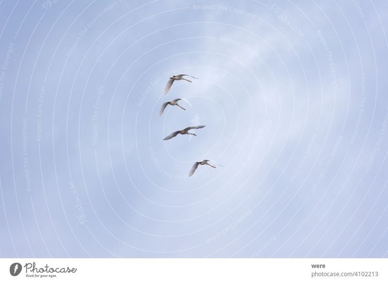 vier junge Schwäne fliegen in Formation in bewölktem Himmel Tier Vogel bewölkter Himmel Textfreiraum elegant Federn Fliege in Formation fliegend Landschaft