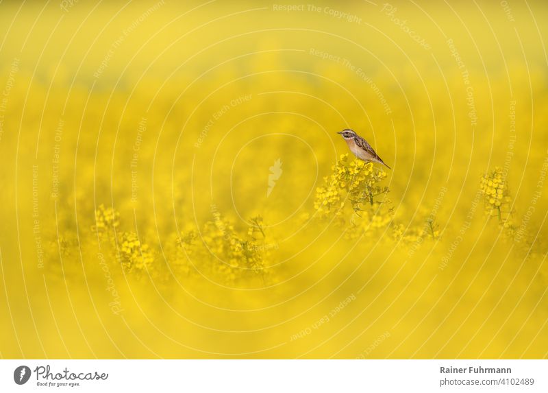 Ein kleiner Vogel, ein Braunkehlchen sitzt in einem blühenden Rapsfeld Saxicola rubetra Feld gelb Natur Frühling Umwelt Singvogel Blühend Farbfoto Landschaft