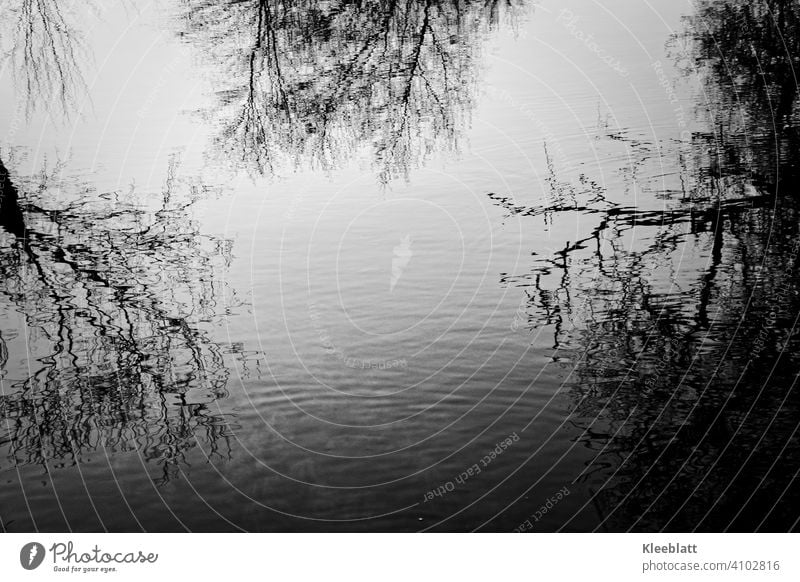 Schwarz-weiß  Aufnahme kahler Baumwipfel die sich im Wasser spiegeln Kahl, Spiegelung, Wasser, Reflexion & Spiegelung Natur Spiegelung im Wasser Himmel