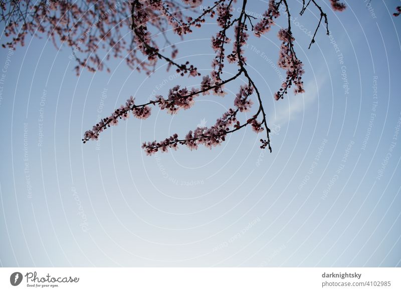 Kirsch Baum in voller Blüte im frühen Frühling und zu Ostern Garten Blühend Sakura japanische Kanzan Schönes Wetter Außenaufnahme Prunus serrulata Himmel Duft