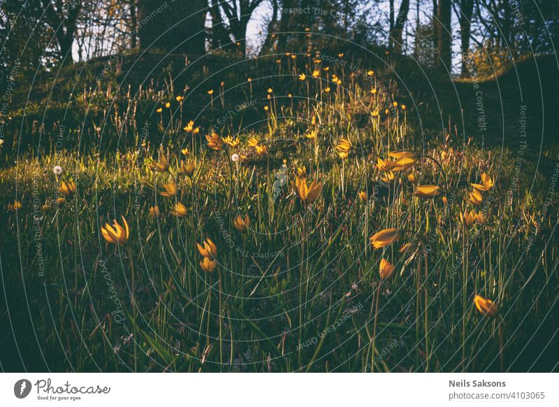 schöne wilde gelbe Tulpen auf dem Friedhof Hügel in goldenen Sonnenuntergang Botanik hell Postkarte Feier Farbe farbenfroh Land Kreativität Morgendämmerung
