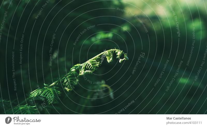 Junge Farngewächse mit unscharfem Hintergrund. Selektiver Fokus. Kopierbereich. Blatt Wurmfarn Pflanze Natur grün Flora Wald Vorbau wild Textur Regenwald
