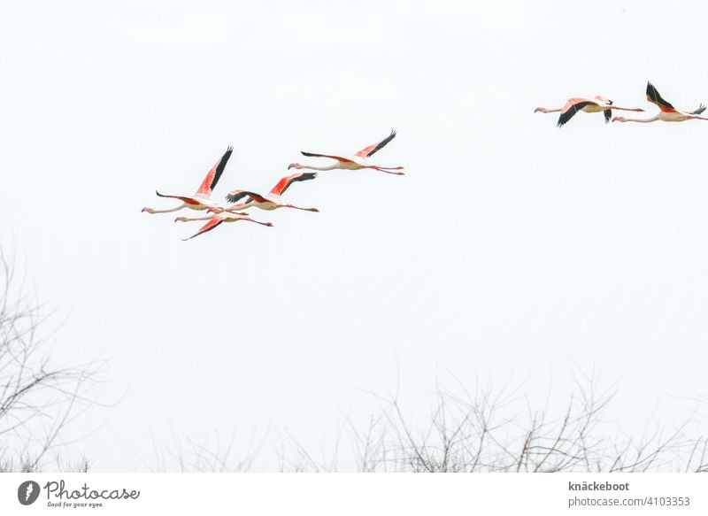 Flamingoschwarm Camargue Natur Frankreich Umwelt Südfrankreich Landschaft Außenaufnahme Farbfoto Vögel Tier Vogel Wildtier rosa Tiergruppe