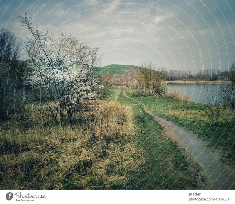 am Baggersee Fruehling Baum Strauch Wiese Weg menschenleer Außenaufnahme Landschaft Bluehen Farbfoto Natur