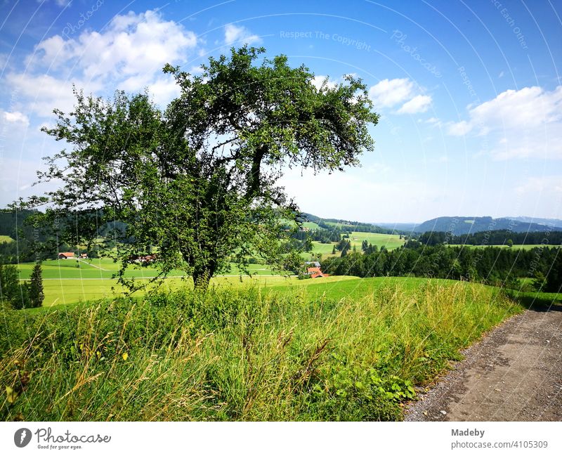 Obstbaum auf grünen Wiesen und Feldern mit Blick auf Hügel und Täler im Sommer bei Sonnenschein in Rudersau bei Rottenbuch im Kreis Weilheim-Schongau im Allgäu in Oberbayern