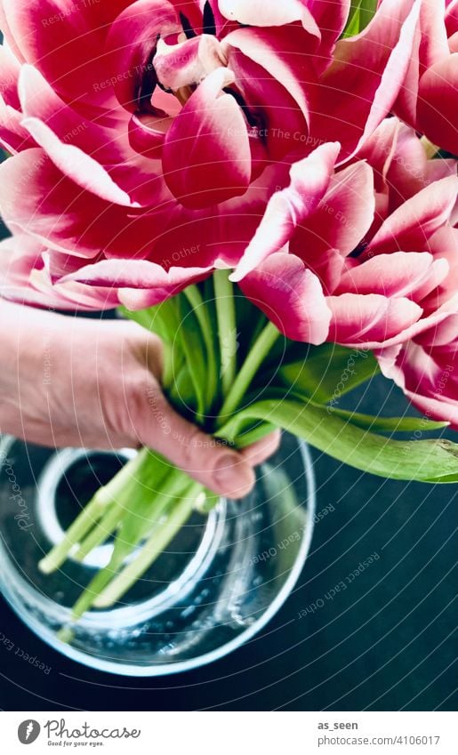 Tulpen in die Vase stellen gefüllte Tulpe grün grau anthrazit Hand Wasser Dekoration pink weiss Frühling Blumenstrauß Blüte Dekoration & Verzierung Pflanze