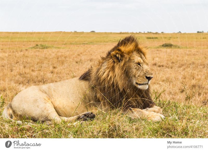 Die lebende Sphinx. Afrikanischer Löwe ruhend auf einem Hügel. Kenia Addo Tier Tiere Biest Bestien schön groß Buchse Fleischfresser Katze Katzen Nahaufnahme