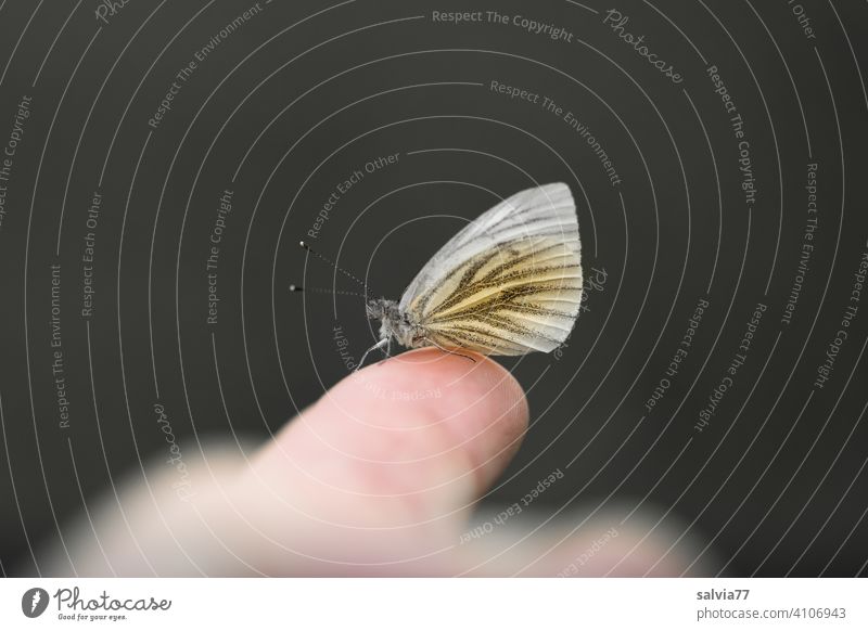 Schmetterling sitzt auf Finger schwarzer hintergrund Makroaufnahme Weißling Hintergrund neutral Freisteller Kontrast Zentralperspektive Textfreiraum oben