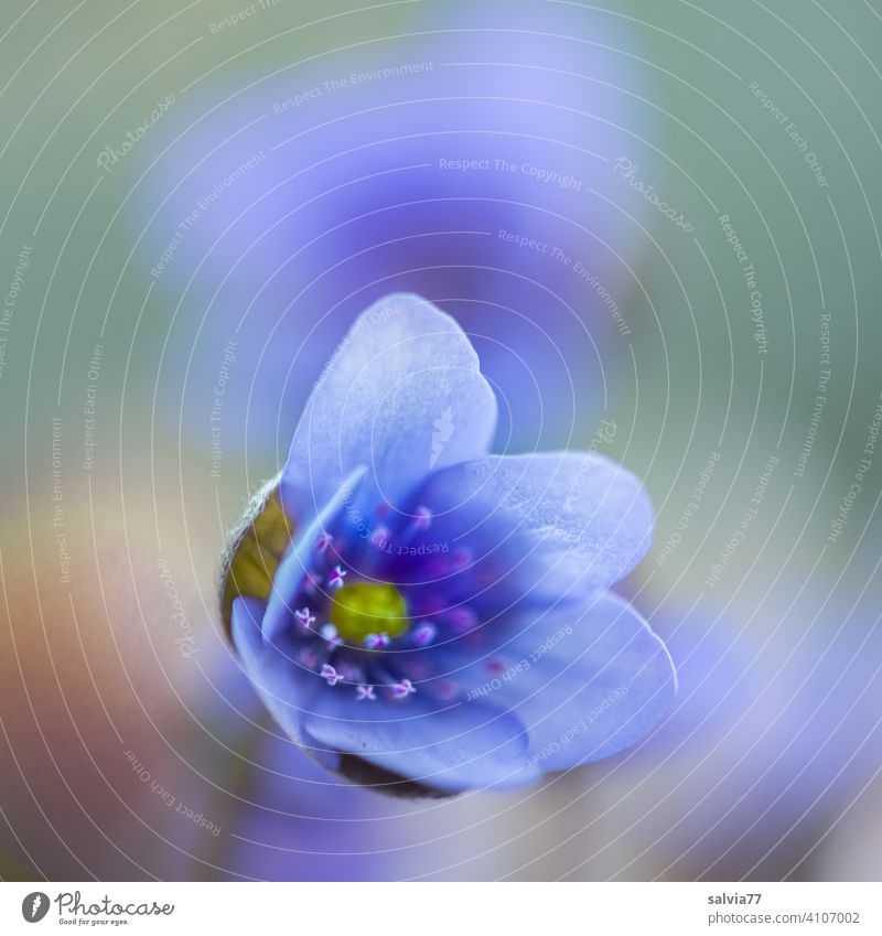 zarte Frühlingsboten | Leberblümchen Blüte blau Blume Natur Pflanze Blühend Garten Makroaufnahme Schwache Tiefenschärfe Farbfoto Textfreiraum oben Duft schön
