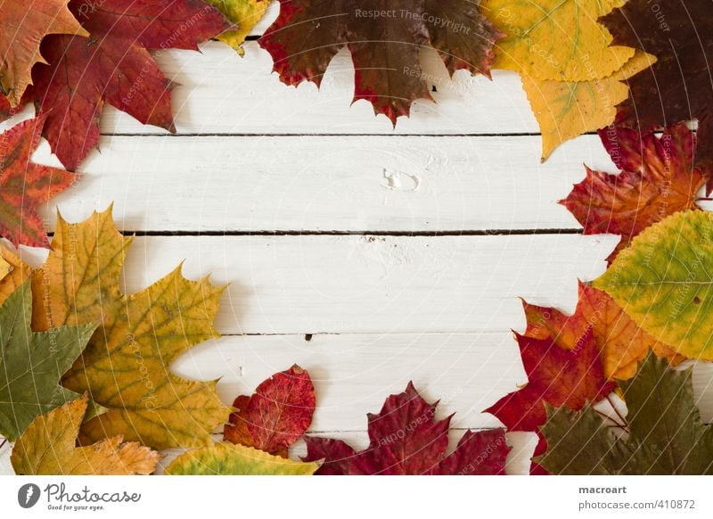 Herbst herbstlich Herbstlaub Blatt mehrfarbig Saison Dekoration & Verzierung rot gelb orange Ahornblatt Laubbaum liegen getrocknet vertrocknet trocken
