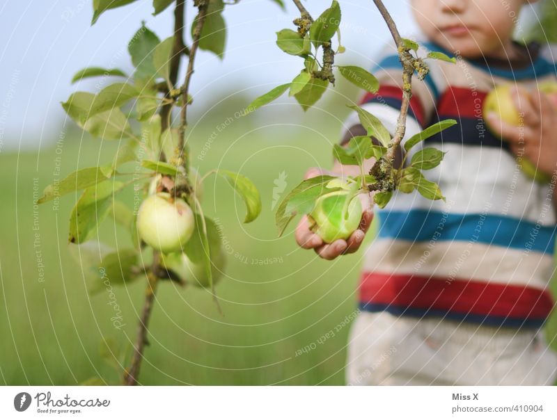 Apfelernte Lebensmittel Frucht Ernährung Essen Bioprodukte Vegetarische Ernährung Garten Mensch Kind Kleinkind Kindheit 1 1-3 Jahre 3-8 Jahre Herbst frisch