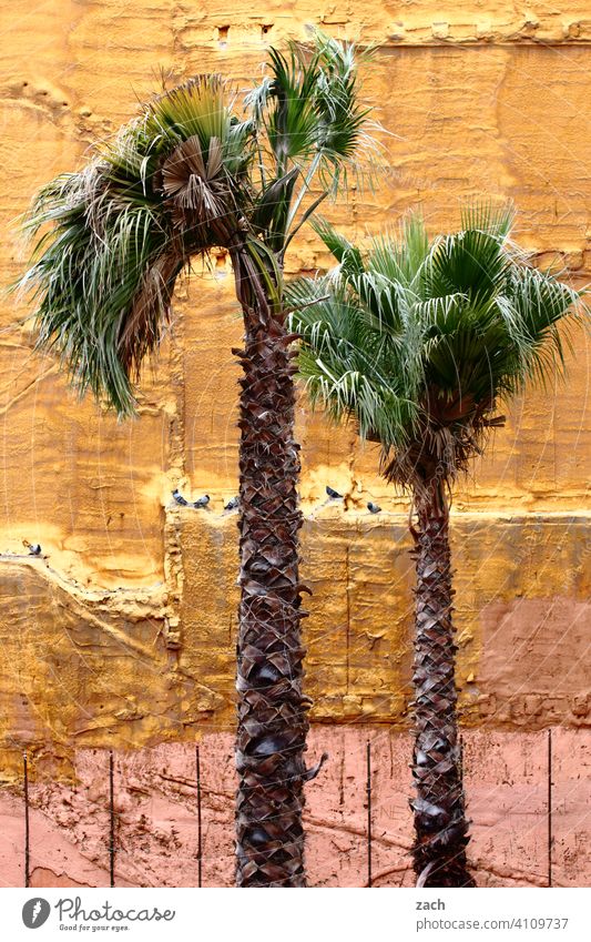 auf die Palme Palmen Palmenzweige Haus Ruine Fassade Wand gelb Stadt Brandmauer