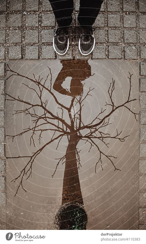 Blätterloser Baum in in der Reflektion einer eckigen Pfütze I Zentralperspektive Reflexion & Spiegelung Schatten Textfreiraum oben Dämmerung Kunstlicht Licht