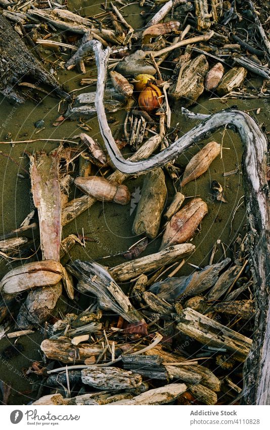 Holzstücke an der sandigen Küste Küstenlinie Ast Spielfigur driften Meer Strand Baum Hintergrund Natur Landschaft Saison Umwelt schäbig Haufen organisch hölzern