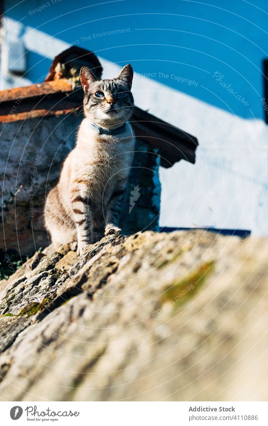 Niedliche Katze sitzt auf einem Steinzaun Dach Zaun Straße Haus sitzen rau heimisch Tier Haustier katzenhaft Kragen Borte Außenseite sonnig tagsüber niemand
