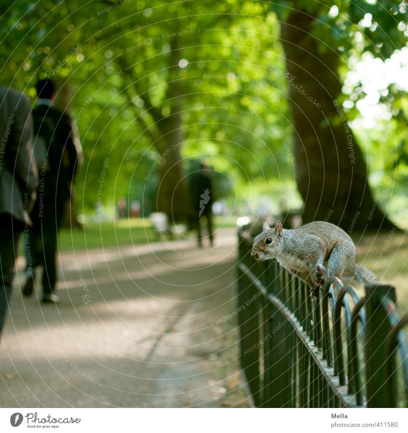 Attacke! Umwelt Natur Landschaft Baum Park London Stadt Wege & Pfade Tier Wildtier Eichhörnchen 1 Zaun Metall hocken sitzen frei nah Neugier niedlich frech