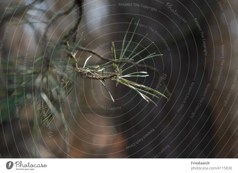 Ein Sonnenstrahl bringt Kiefernnadeln zum Leuchten Nadelbaum grün Wald Baum Umwelt Natur Pflanze Nahaufnahme Außenaufnahme Tag Detailaufnahme