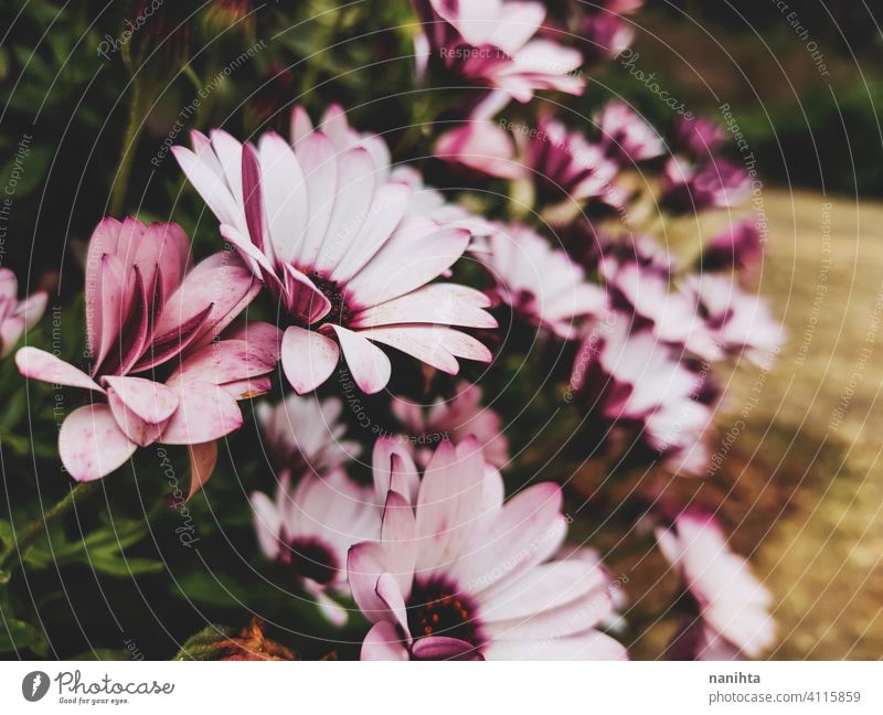 blütenmuster von dimorphoteca ecklonis, afrikanisches gänseblümchen Frühling geblümt Dimorphoteca Ecklonis Blumen schön Pflanze erstaunlich Blütezeit blühend