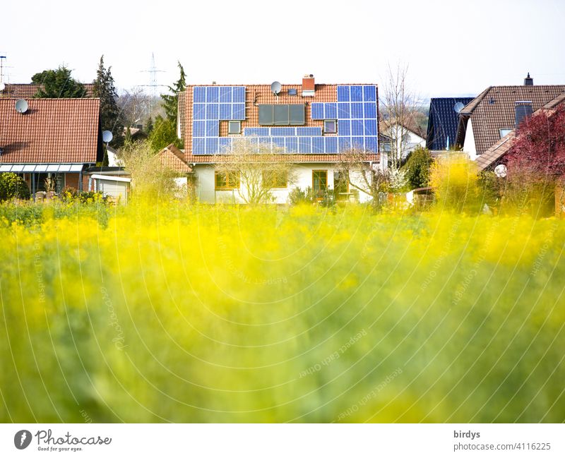 Einfamilienhaus mit Photovoltaikanlage und Thermischer Solaranlage auf dem Dach neben einem blühenden Rapsfeld thermische Solaranlage Erneuerbare Energie