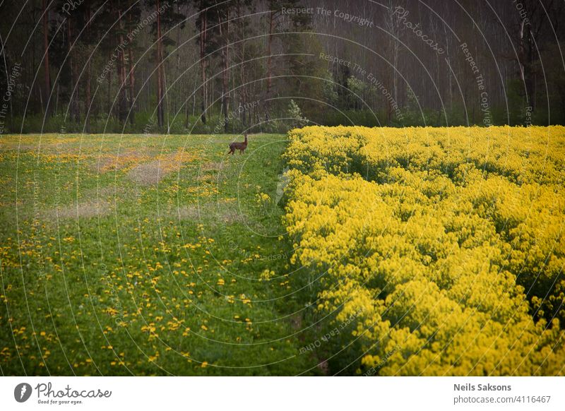 Rapsfeld Hintergrund mit Hirschen Tier Wildtier Reh Außenaufnahme abstrakt Ackerbau schön Biokraftstoff Überstrahlung Blüte blau Cloud Ernte Umwelt