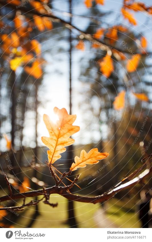 Schöne Herbstlandschaft mit gelben Bäumen und Sonne. Buntes Laub im Park. Fallende Blätter natürlichen Hintergrund, Banner, Flyer, helle Erwärmung Konzept, Kopie Raum