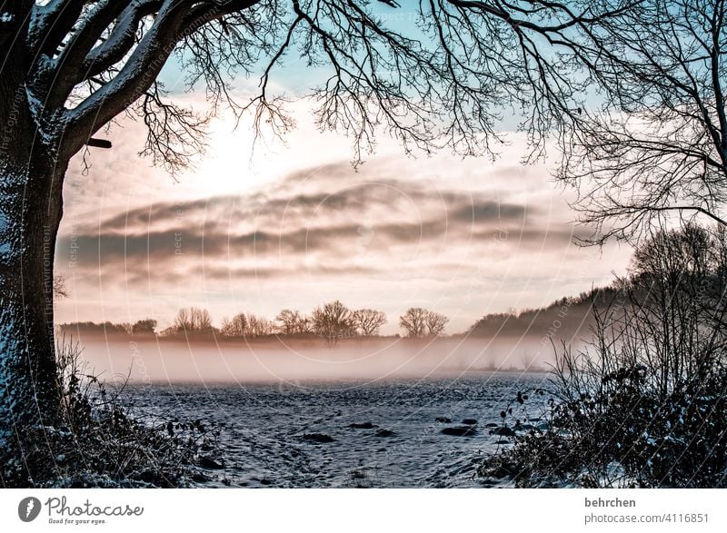 geheimnisvoll Farbfoto Klima traumhaft Märchenwald Nebel Wintertag Schneedecke Winterspaziergang idyllisch verträumt Märchenhaft Schneelandschaft schön träumen
