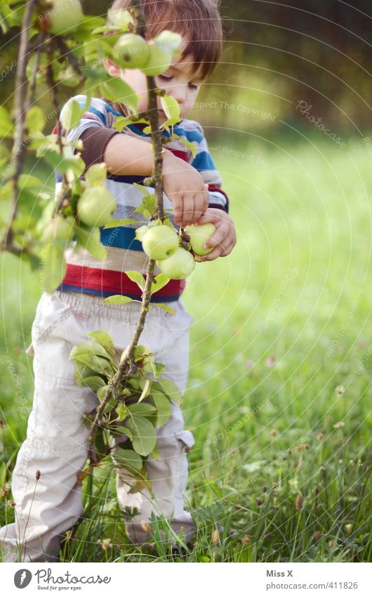 Erntehelfer Lebensmittel Frucht Apfel Ernährung Bioprodukte Garten Mensch Kind Kleinkind Kindheit 1 1-3 Jahre 3-8 Jahre Herbst Baum frisch Gesundheit lecker