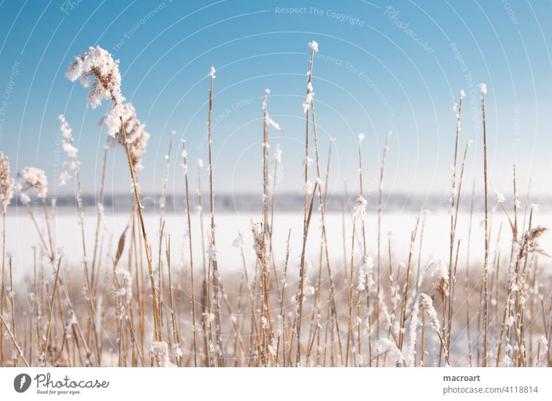 Schilf am Wallendorfer See im Winter schilf gräser schnee eis wallendorfer see eisfläche gefroren 2020 natur blauer himmel kälte sachsen anhalt