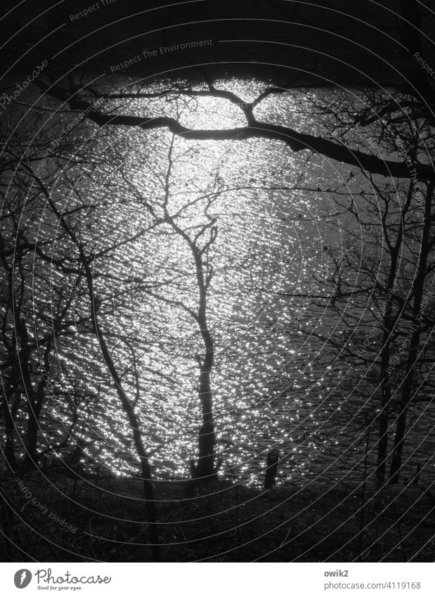 Tief unten Außenaufnahme mystisch Silhouette funkelnd hell Licht Wasser gleißend glitzernd Schatten Natur Kontrast Bäume Lichterscheinung Gegenlicht