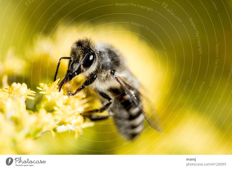 Eine fleißige Wildbiene startet mit viel Eifer in die neue Woche Insekt befruchten Tierportrait Facettenaugen Nahrungsquelle Natur Pflanze Blüte Farbfoto